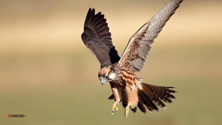 عقارات دردشة | ناقش  - دردشة #1134 - 1  صورة 